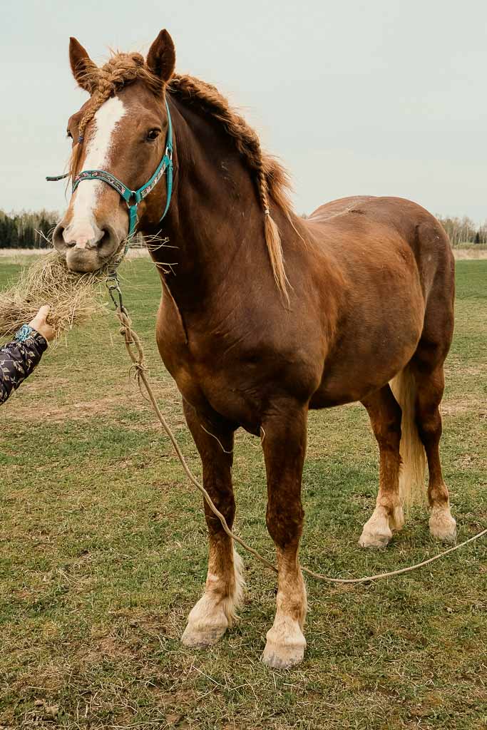 a brown irish draft horse with a braided mane eating hay out of a hand 