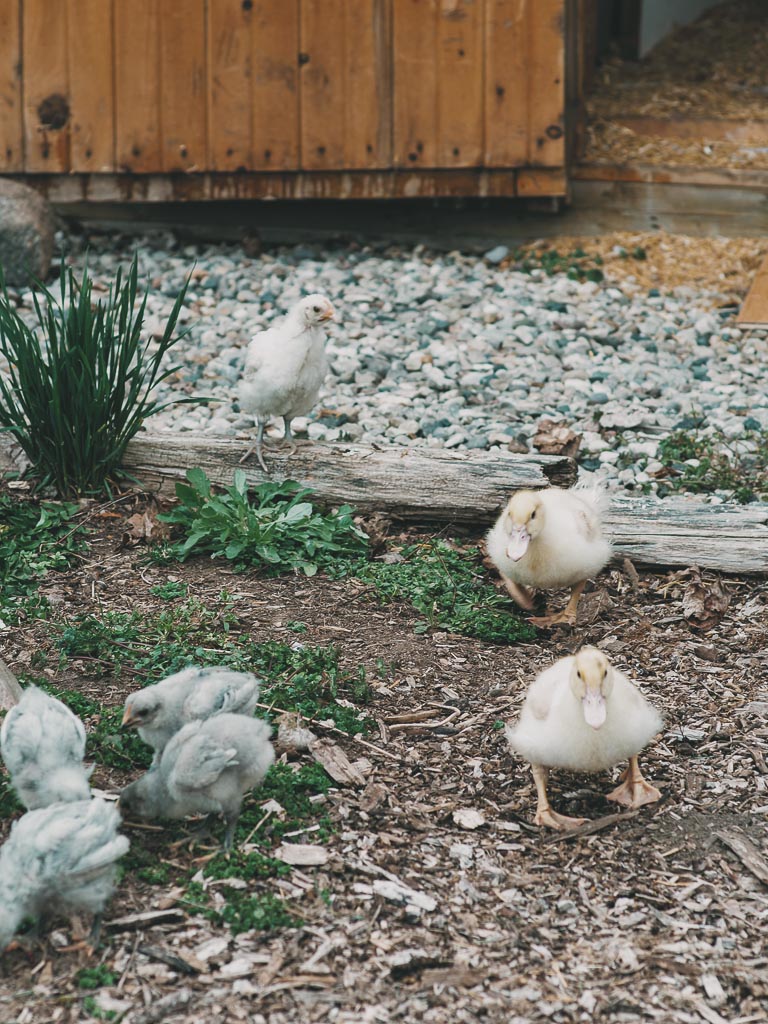 ducklings and chicks outside their coop that they share
