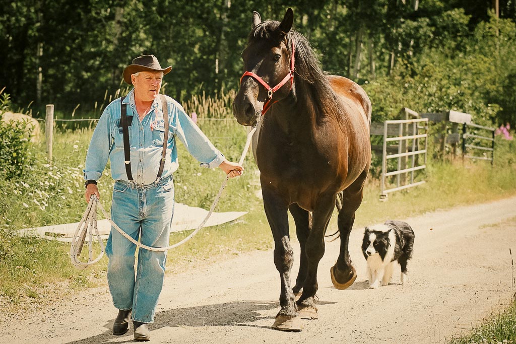 A farmer walks his brown percheron horse on a gravel road followed by a dog