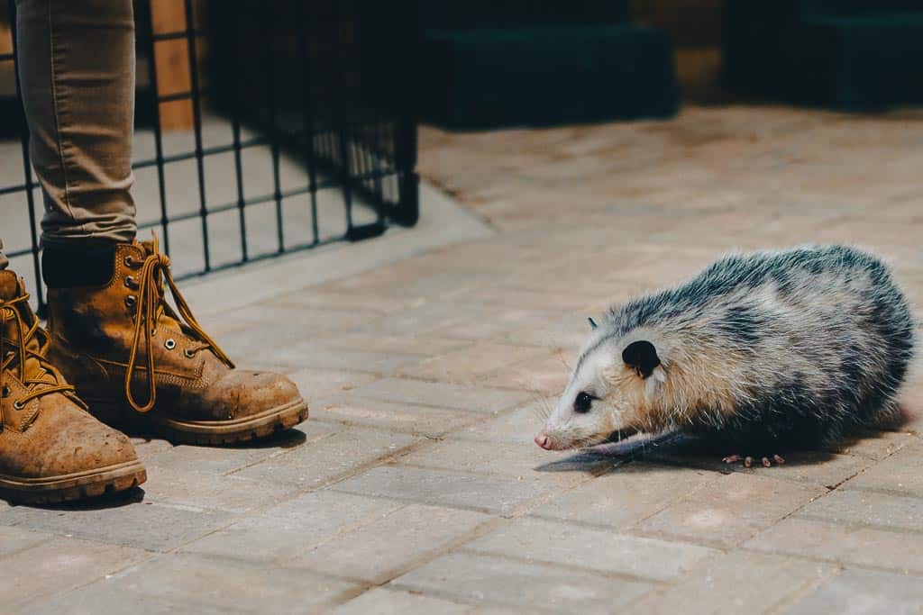 possum next to the legs of a woman wearing boots
