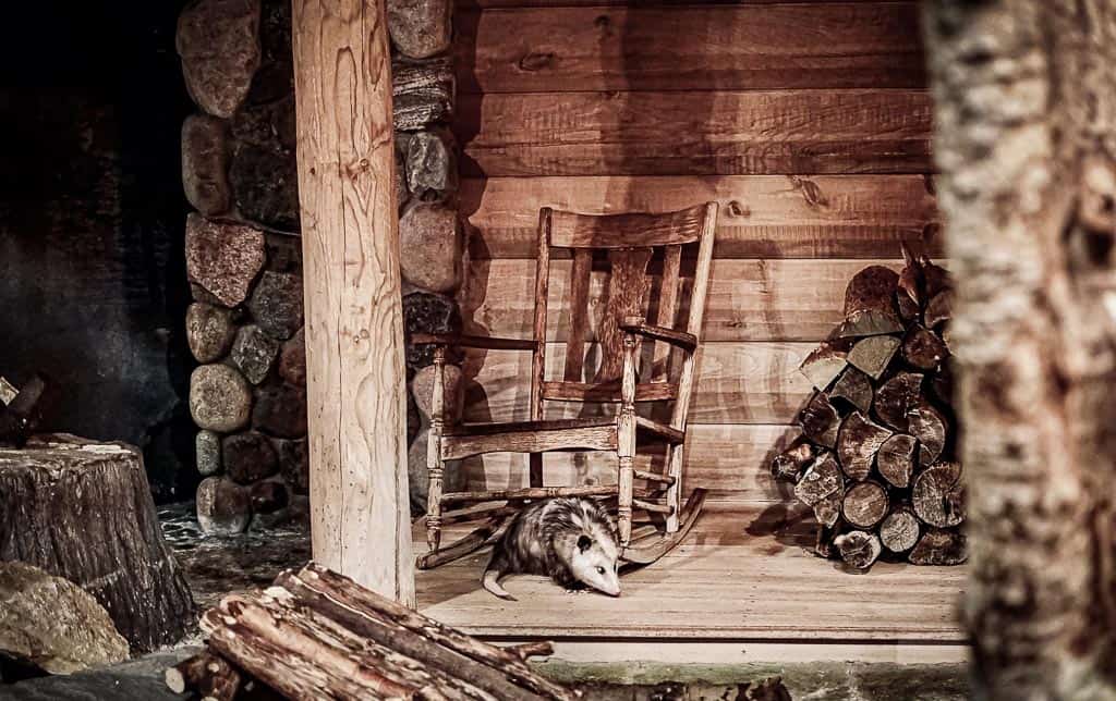 possum on the porch of a wood cabin next to a rocking chair