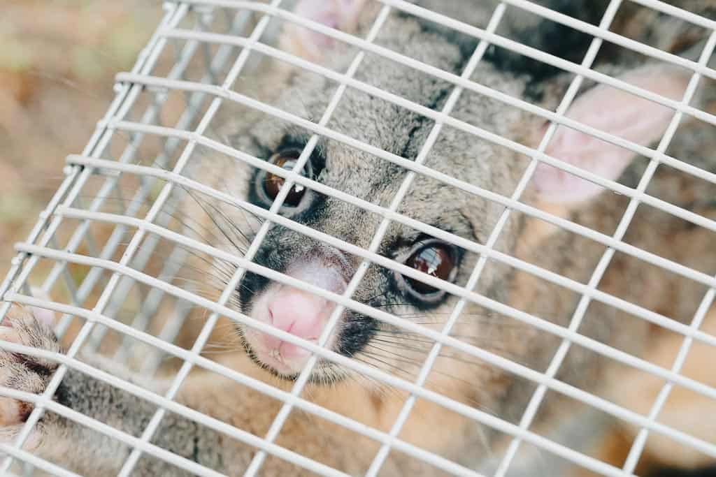 possum in a metal trap