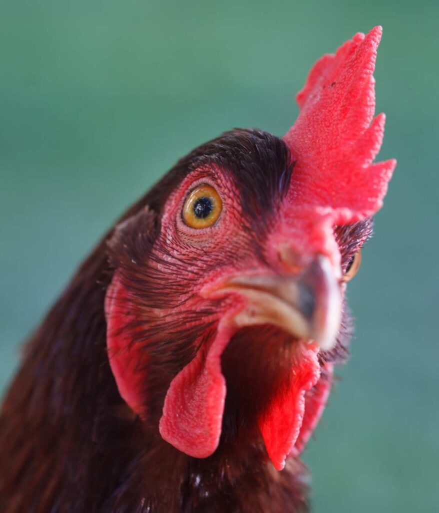 close up head shot of a rhode island  red chicken