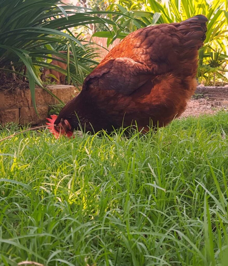rhode island red hen foraging for bugs and plants on grass outside