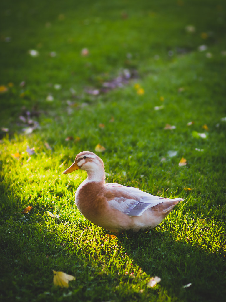female Saxony duck on lush green grass in a beam of sunlight