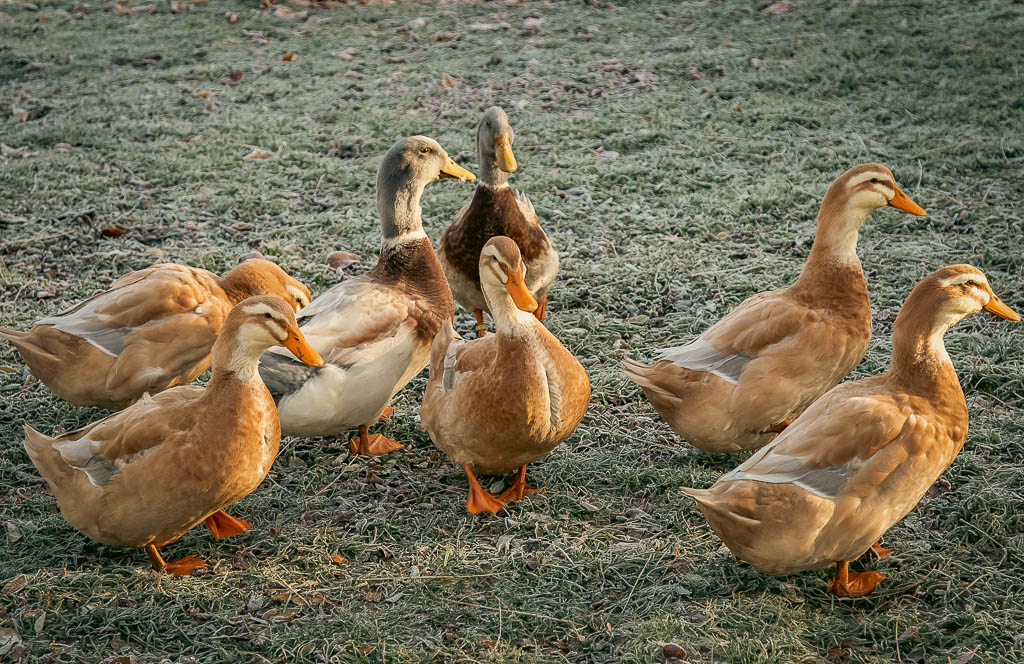 5 female Saxony ducks and two males (drakes) on a frozen pasture.