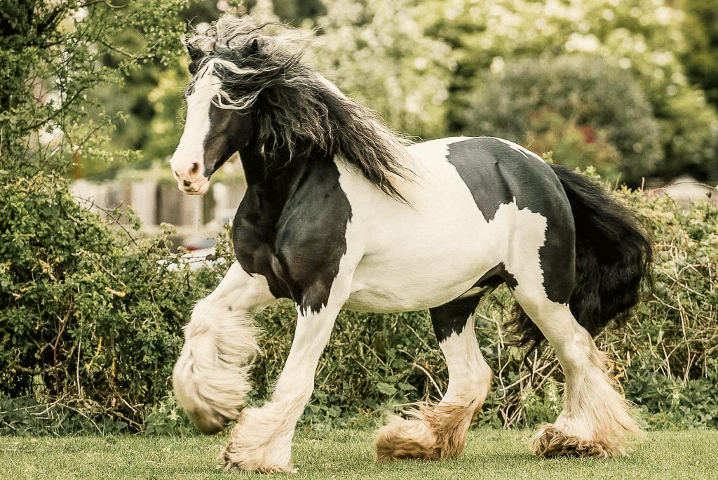 a large black and white shire horse trots across a grassy field in summer