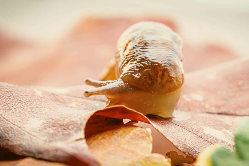 beige slug on dry rotting leaves
