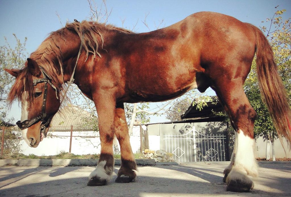 a brown soviet heavy draft horse with white feet stands in profile on a concrete yard