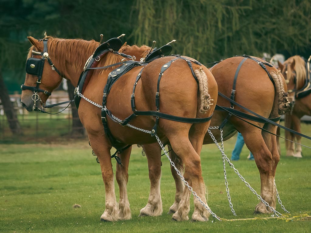 two brown suffolk punch horses are hitched up to a carriage for show on a grassy field
