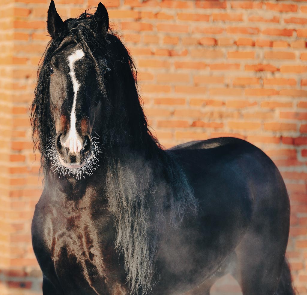 a black vladimir stallion looks directly into the camera