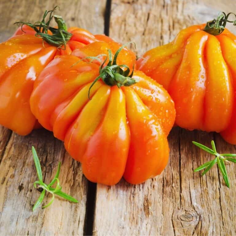 Are Coffee Grounds Good For Tomato Plants? {Not So Much}