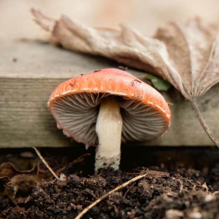 Are Mushrooms Good For Plants? {Garden Friends or Foes}