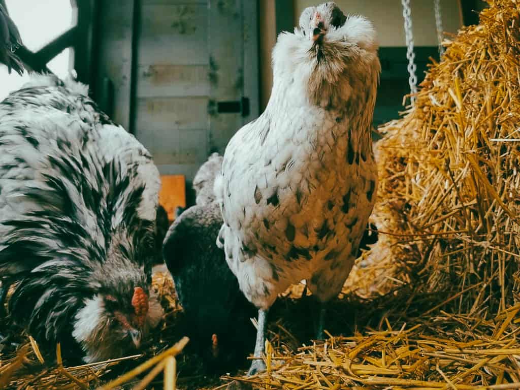 three hens inside their coop