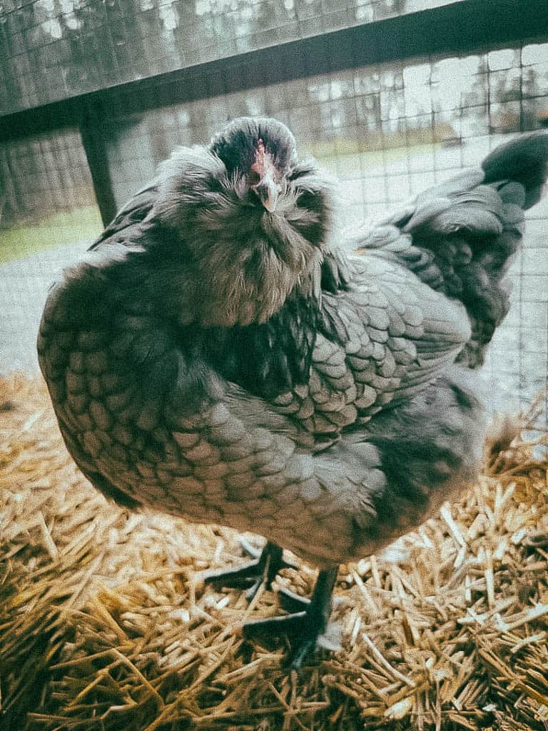 a blue ameraucana hen stands on straw inside her coop