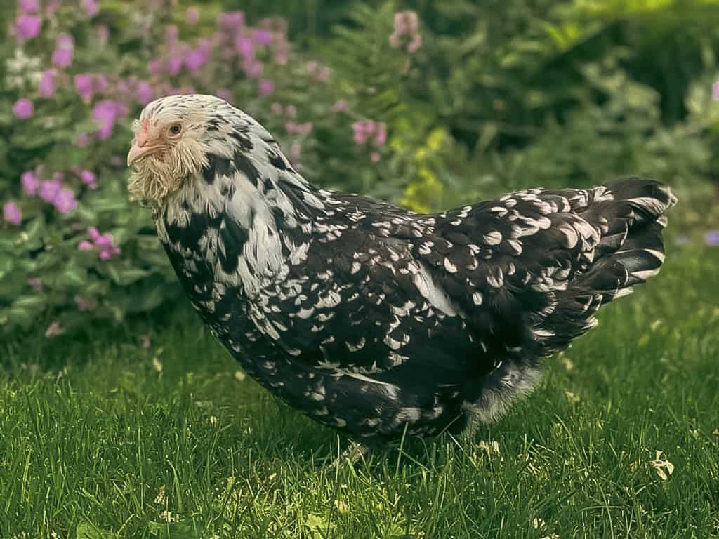 profile view of a black and white ameraucana hen on grass