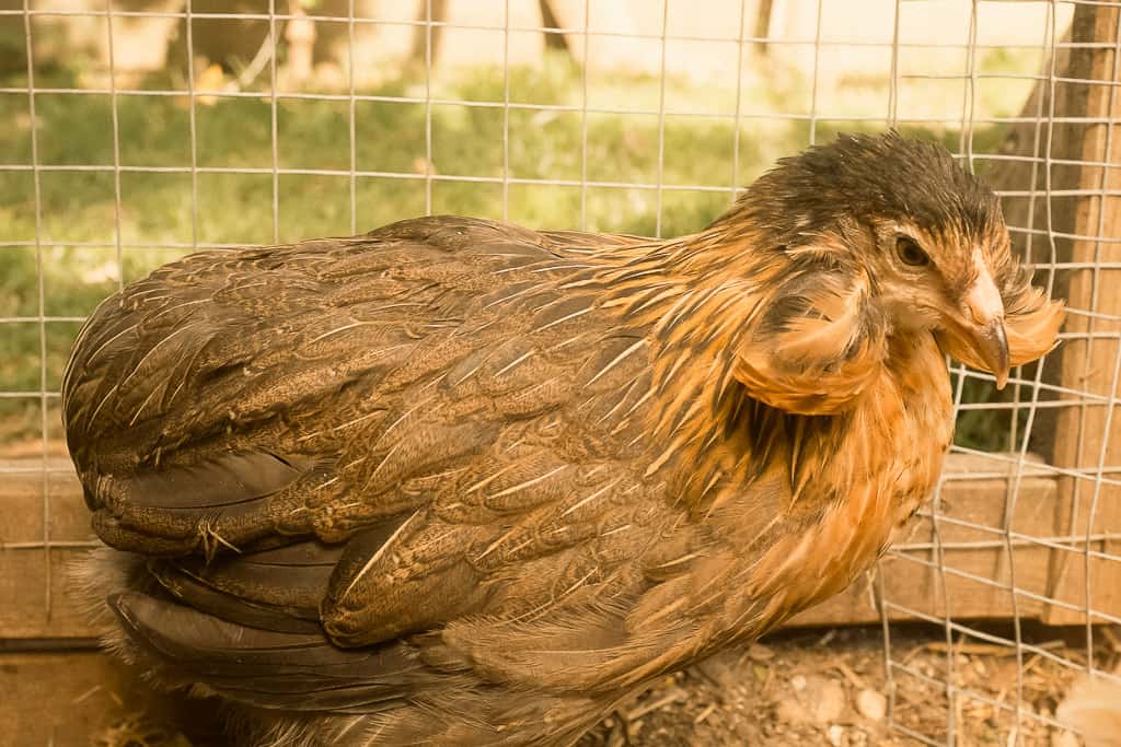 A brown Araucana chicken laying in a nesting box.