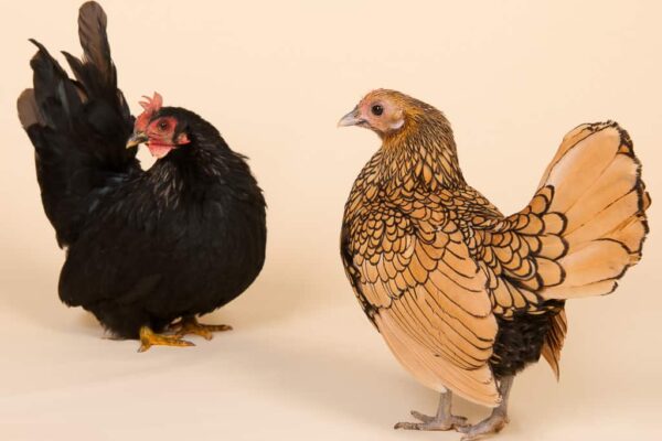 16 Black Chicken Breeds (5 Have Black Skin!) - The Peasant's Daughter