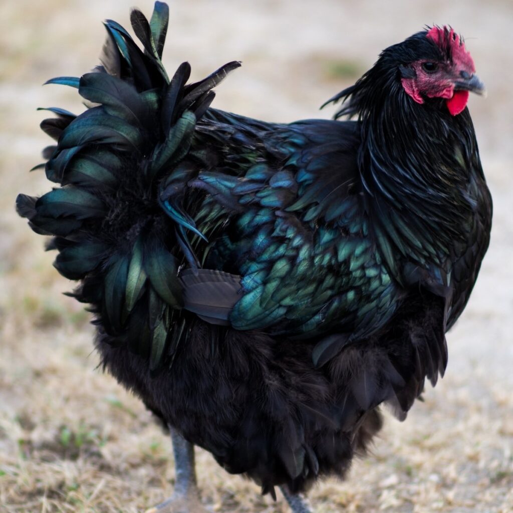 black english style orpington rooster