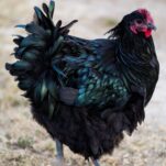 black english style orpington rooster