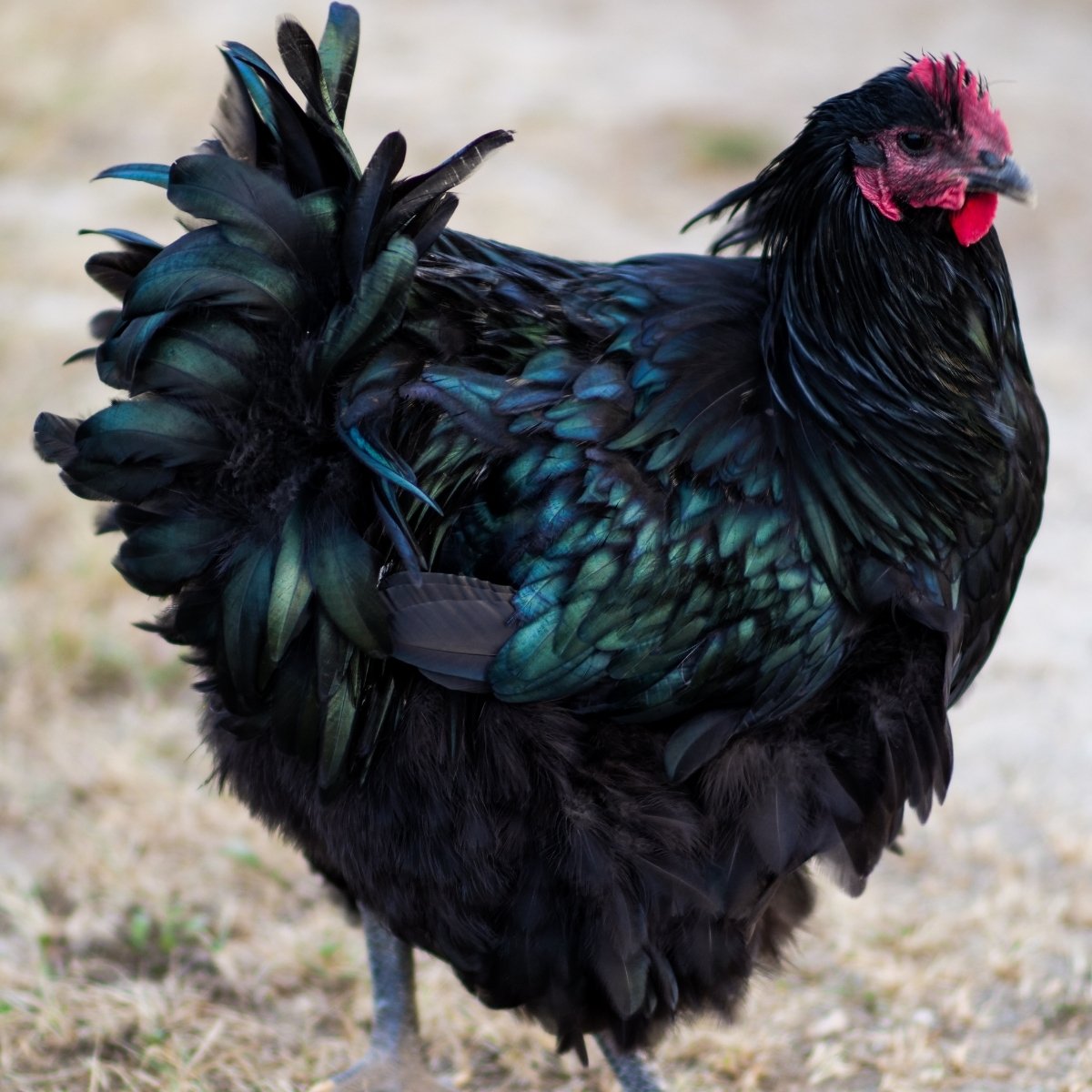 black english style orpington rooster