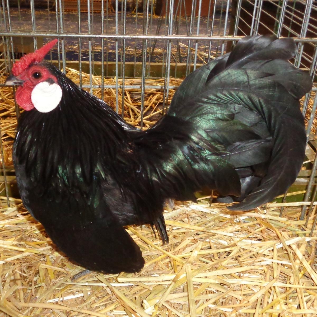 Black Java chicken breed.