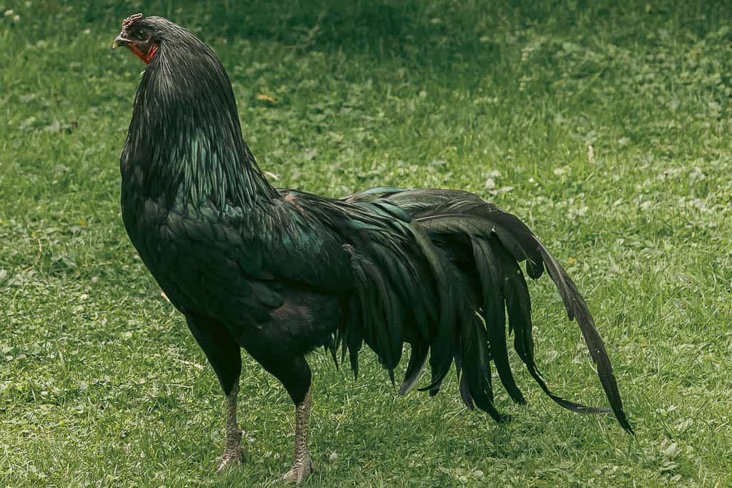 a black sumatra rooster on a green pasture