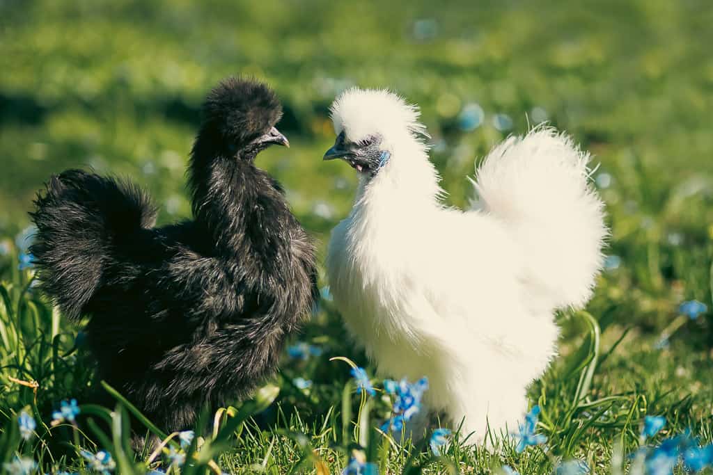 two silkies on a field, one is black and one is white