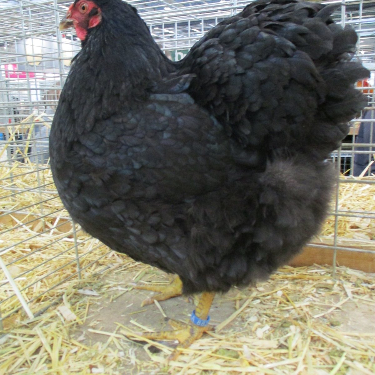 A fluffy black Wyandotte hen chicken breed.