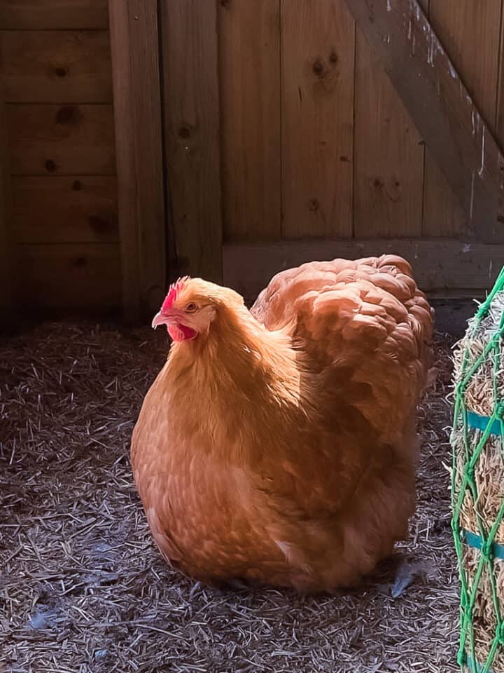 The Complete Orpington Chicken Breed Guide