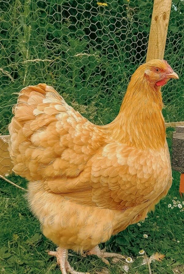 The Complete Orpington Chicken Breed Guide