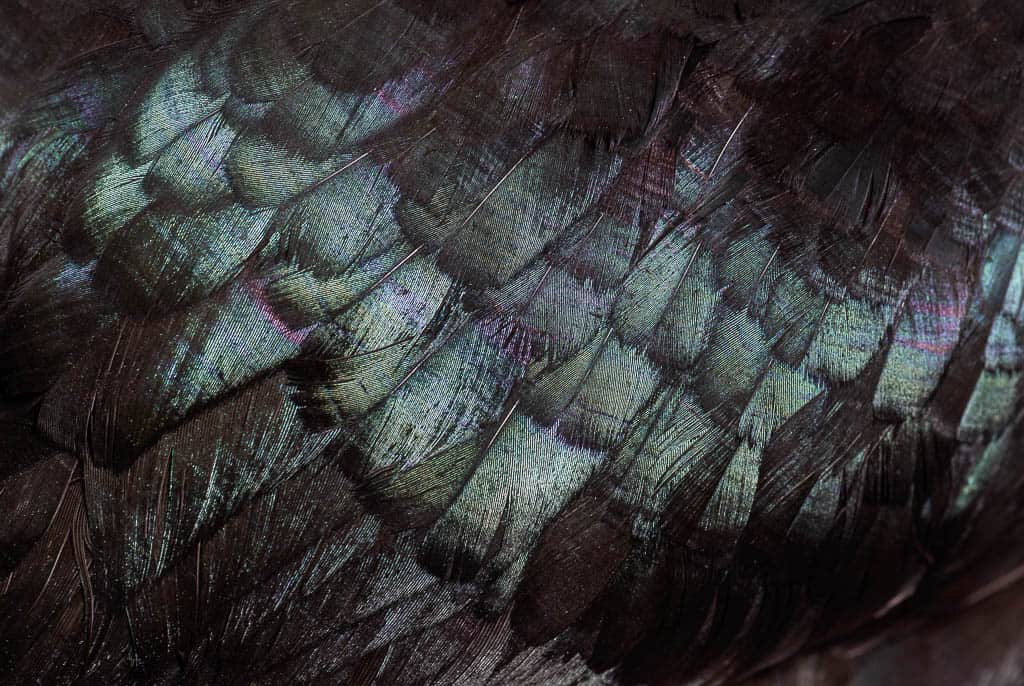 The iridescent beetle sheen of black chicken feathers, up close.