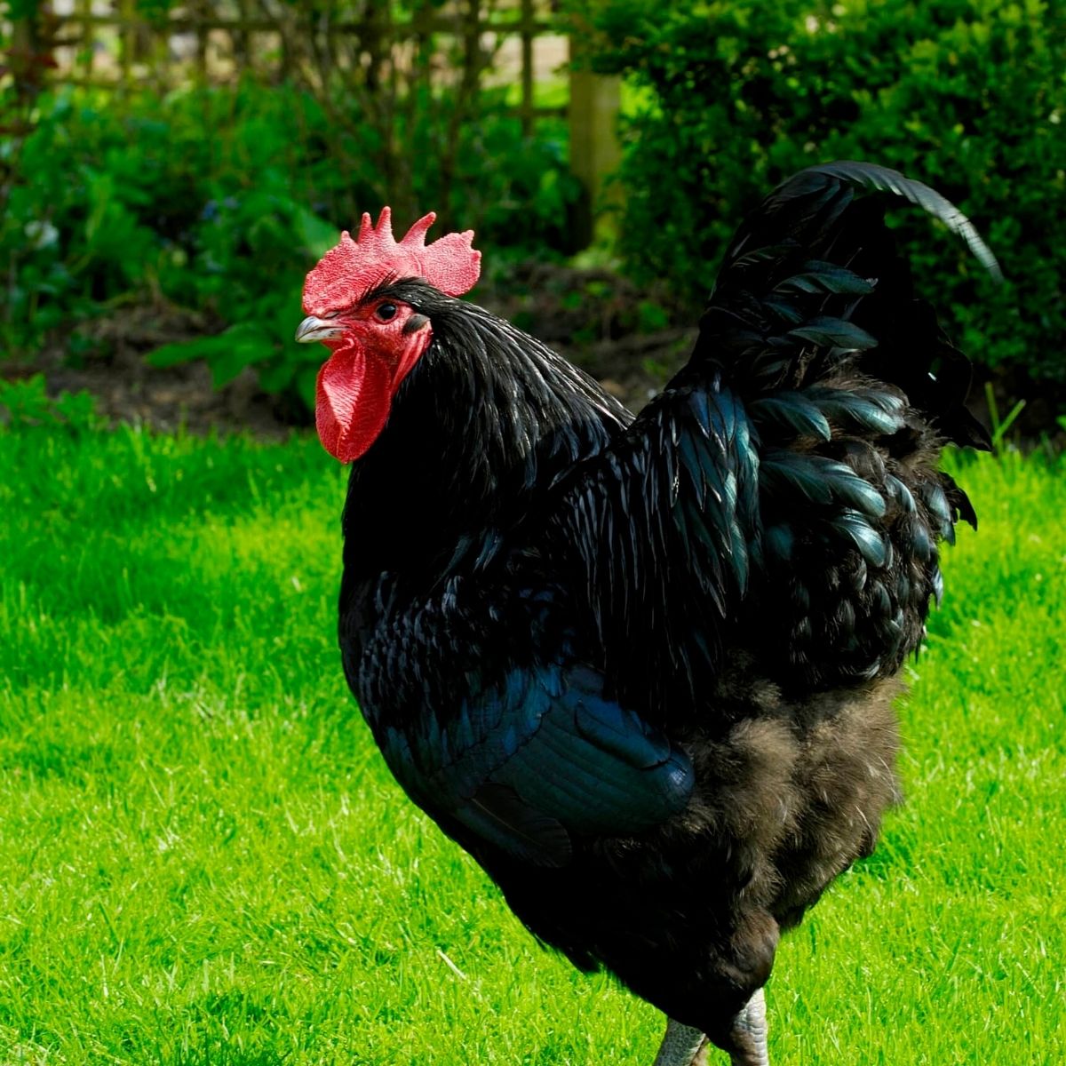 A Croad Langsham chicken, a rooster on pasture.