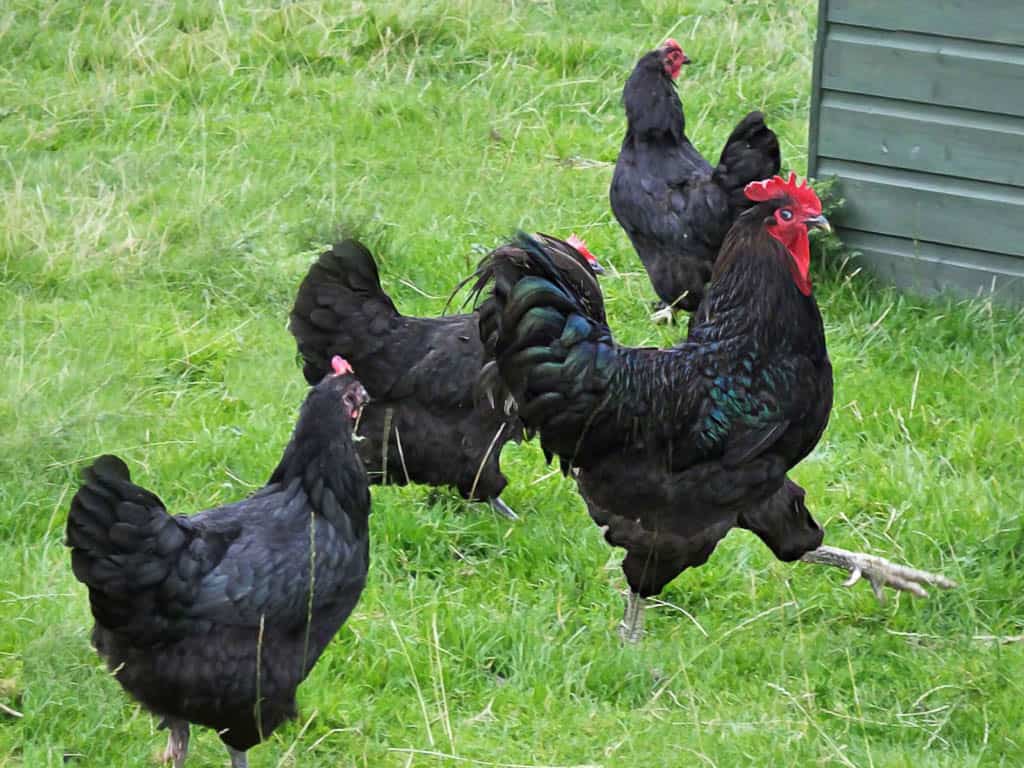 a jersey giant rooster and three hens on pasture