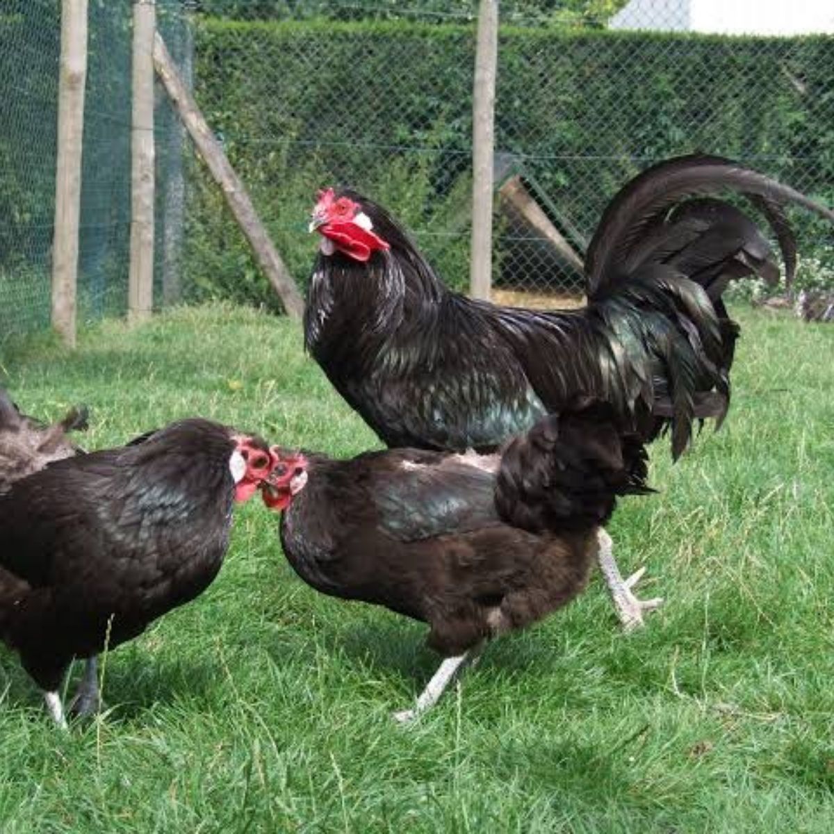 Le Fleche chicken breed hens and roosters on pasture.
