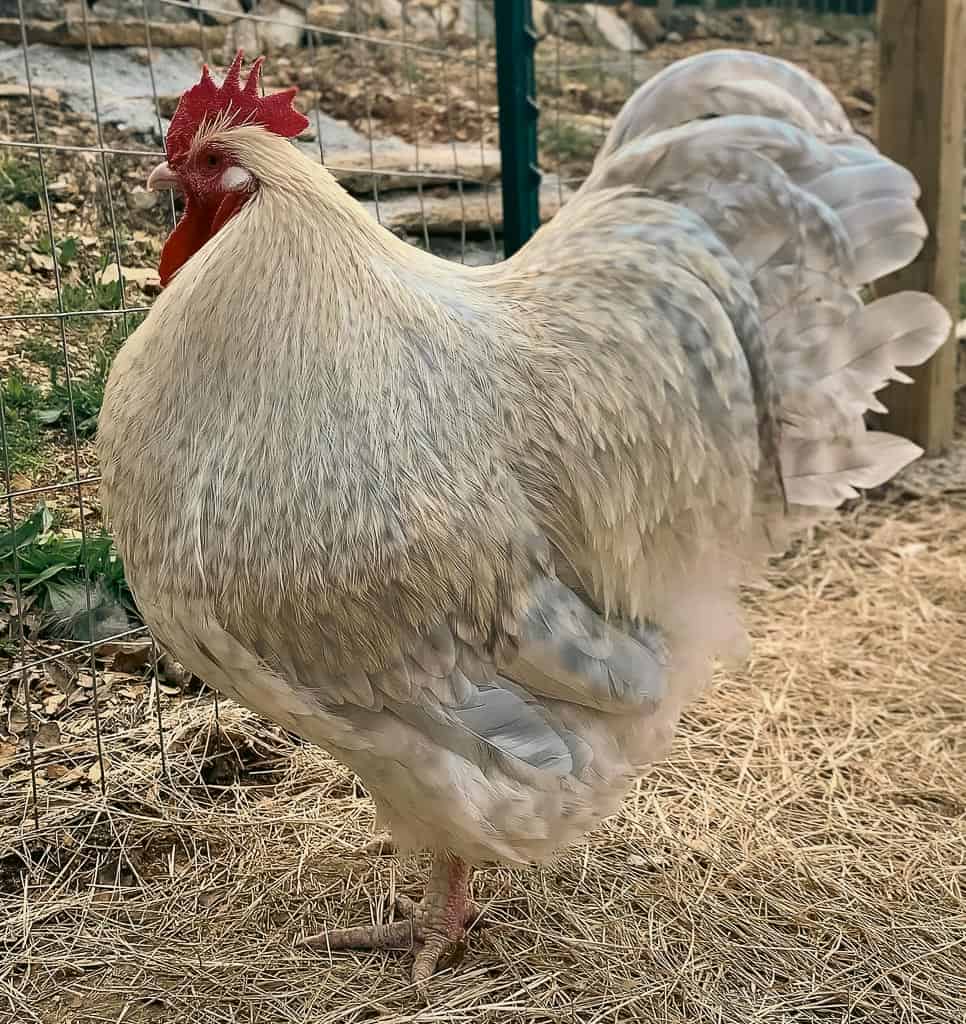 profile view of a rooster on straw