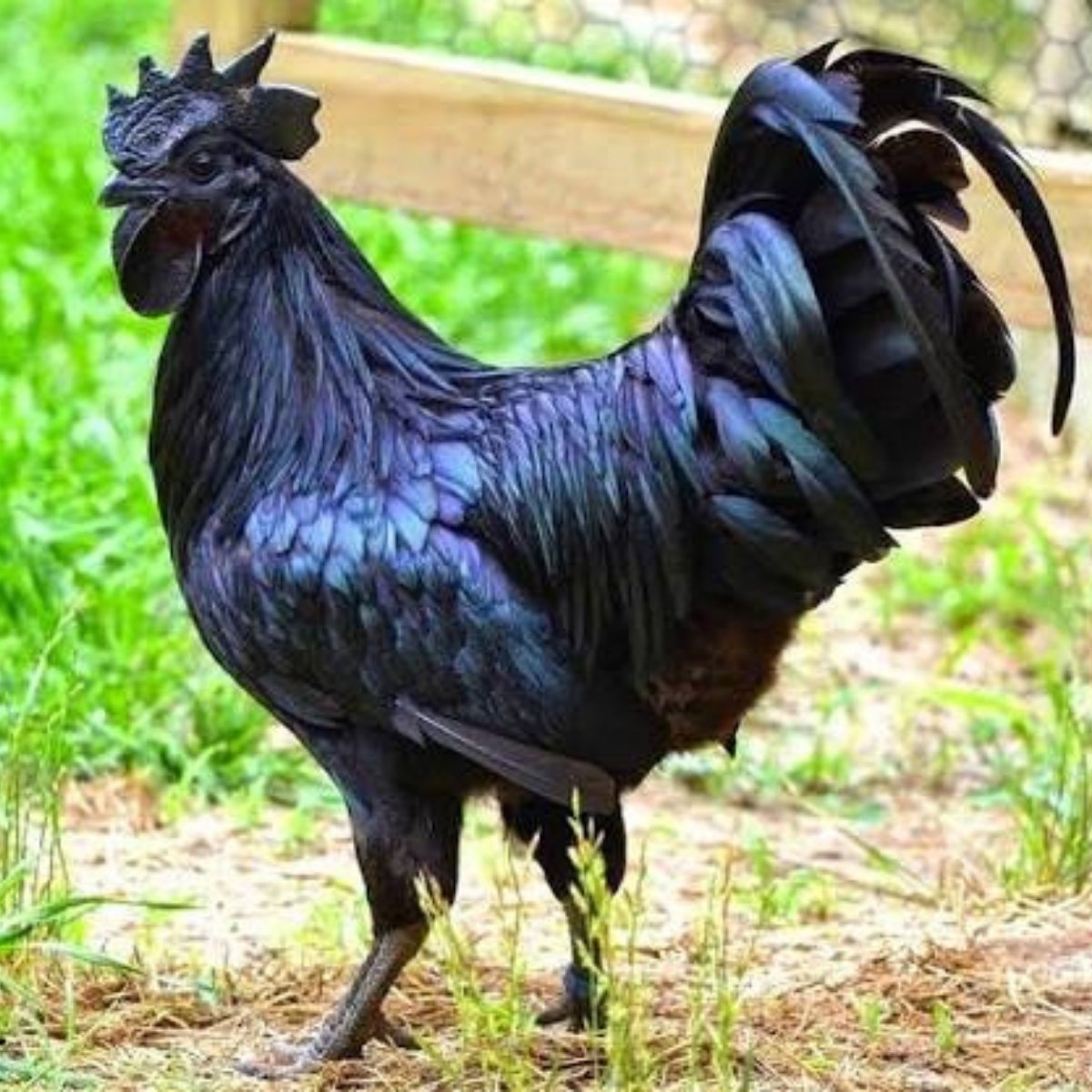 A Svart Hona chicken rooster on pasture.
