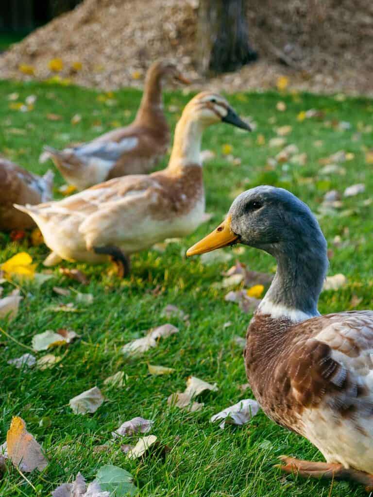 three Saxony ducks on green grass
