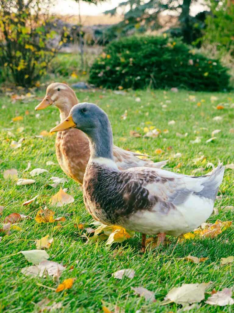 a male and female Saxony duck stand side by side in a green pasture.
