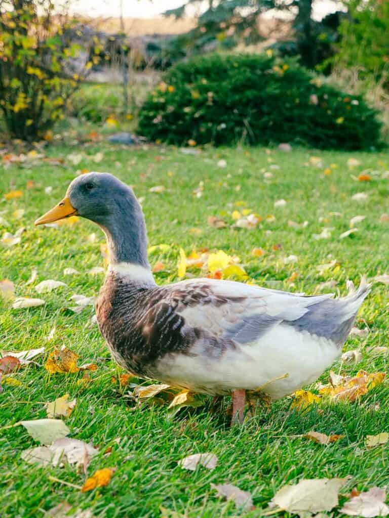 male Saxony duck in profile view on green grass strewn with autumn fallen leaves.