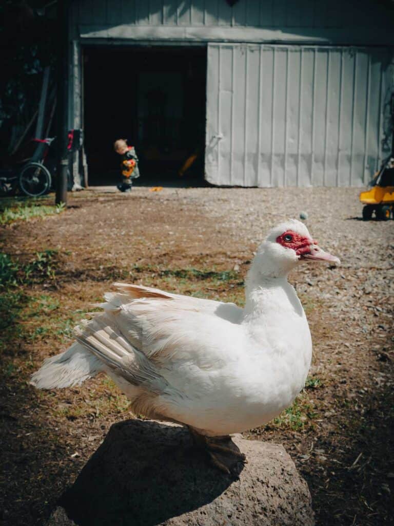 a fwhite emale muscovy duck stands on a rock