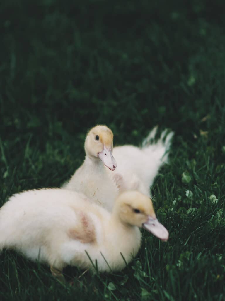 two muscovy ducklings laying in green grass