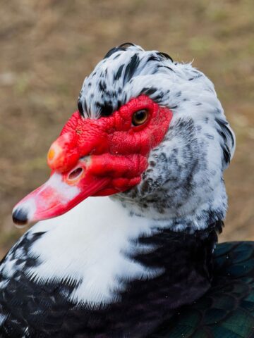 a muscovy drake in profile. he is black and white.