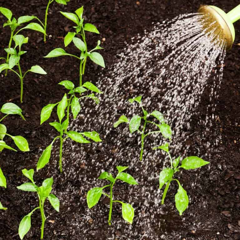 Green plants of unknown type being watered outside in a garden from a watering can.
