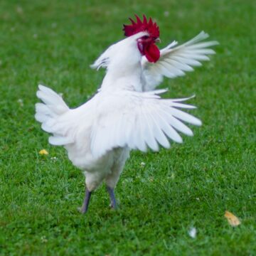 A white Bresse rooster flaps his wings on a green grassy pasture.