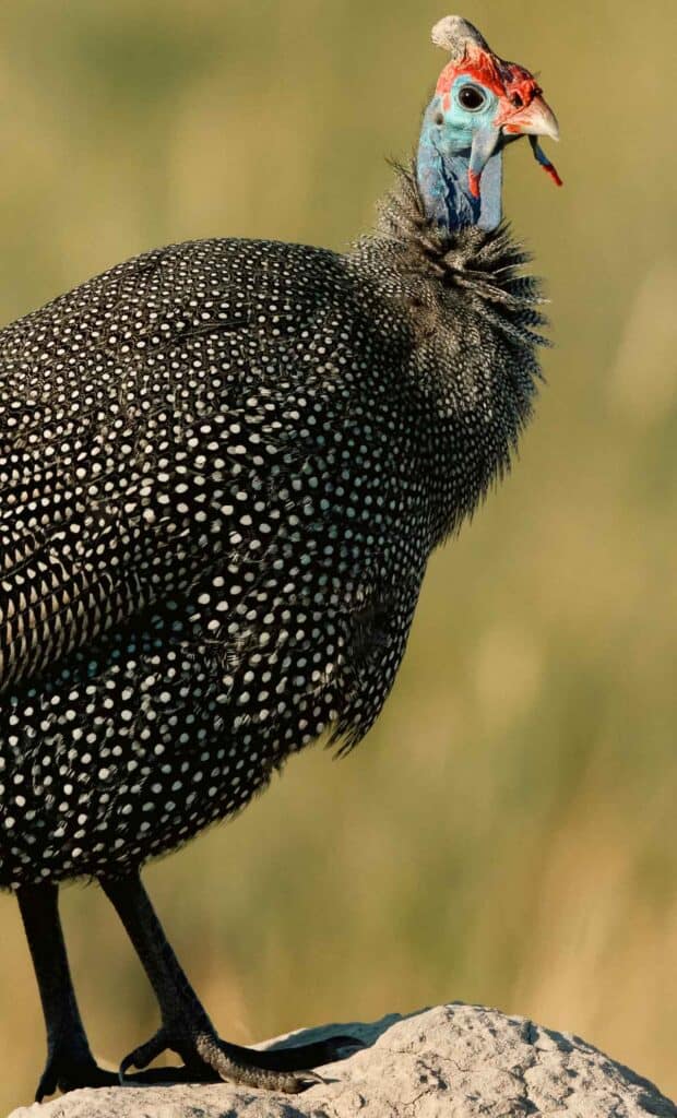 Profile of a lone guinea fowl on green grass at a farm.
