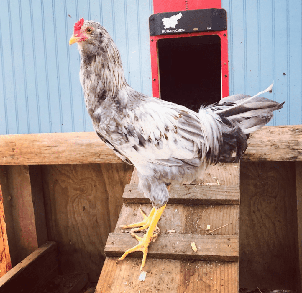 A whiting true blue chicken comes out of her coop door.