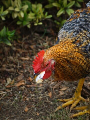A colorful brown and black speckled chicken eats a piece of cheese off of the garden floor.