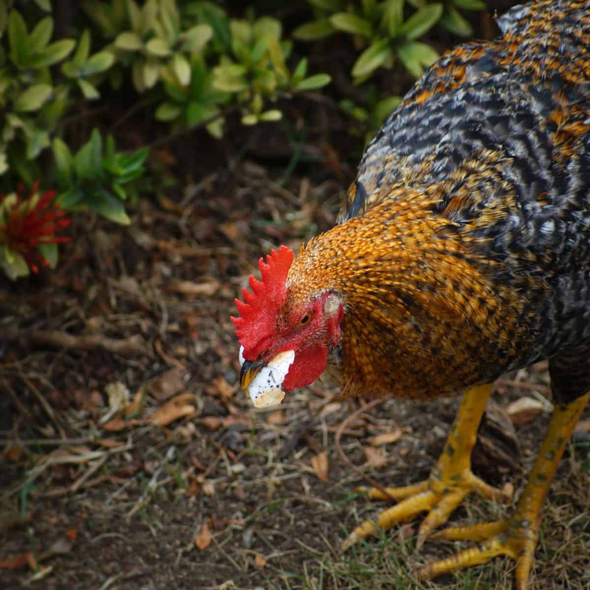A colorful brown and black speckled chicken eats a piece of cheese off of the garden floor.
