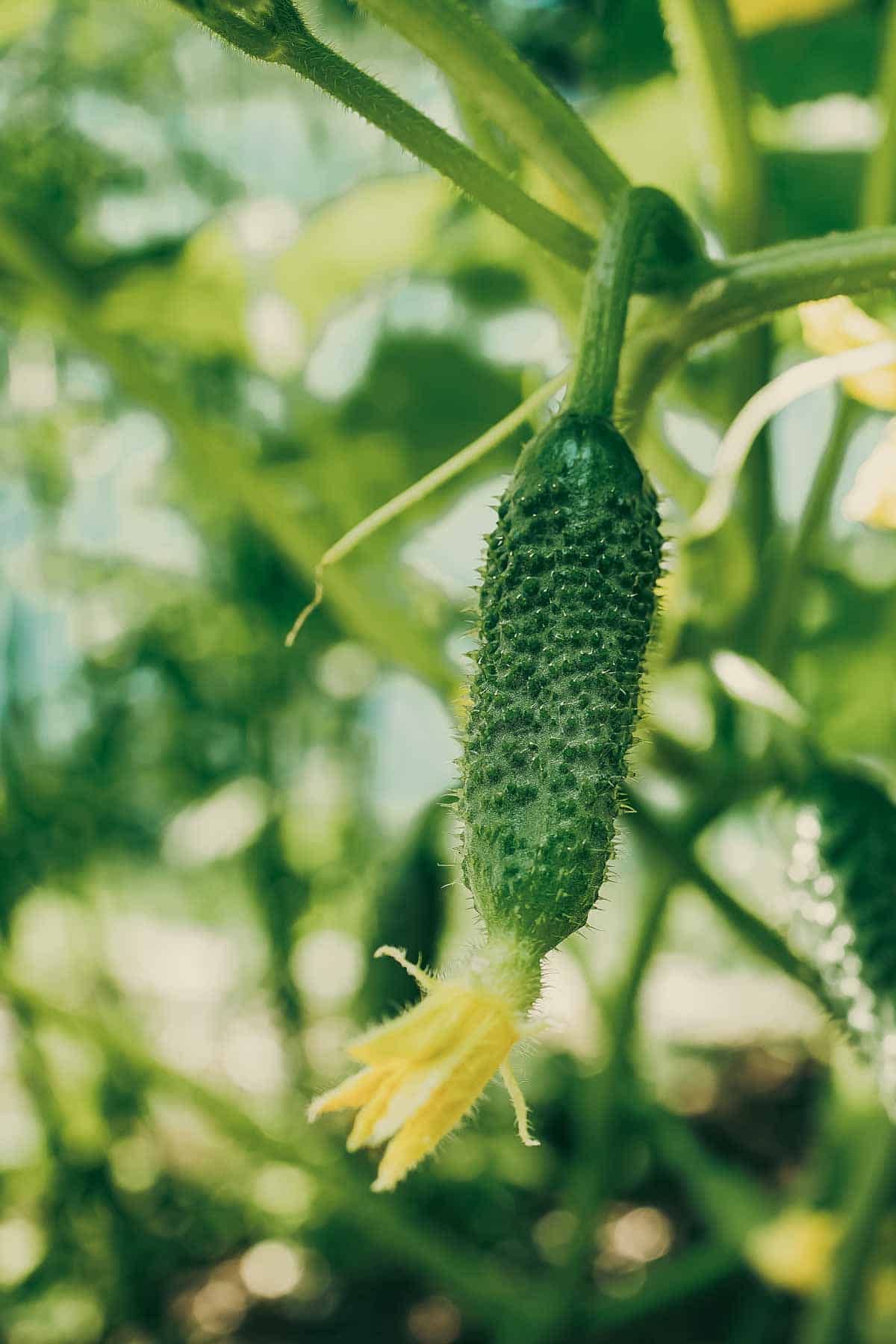 A young cucumber plan growing on a trellis. The flower is still attached to the end.
